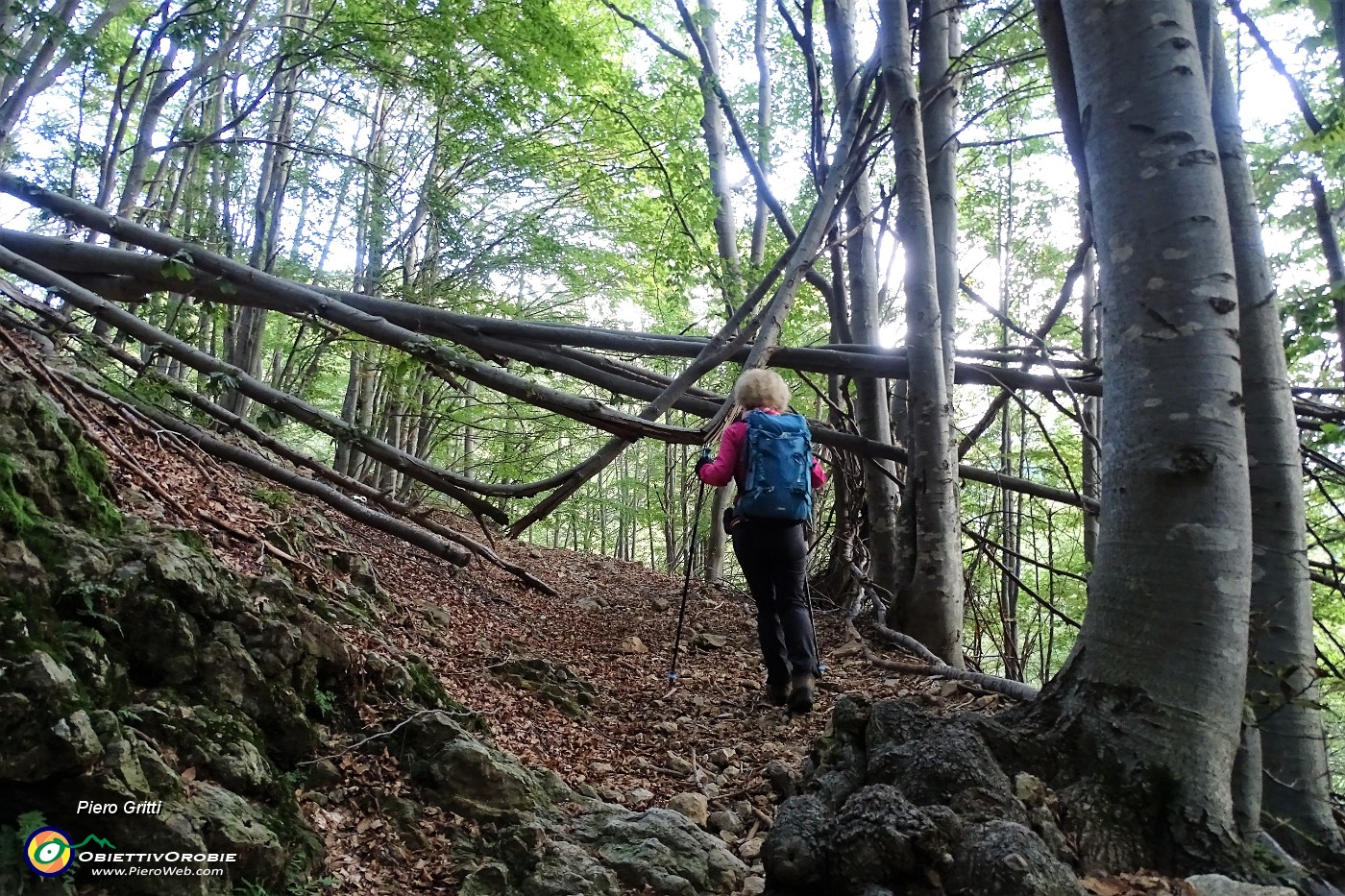 17 Salendo verso il Passo del Gandazzo in faggeta.JPG